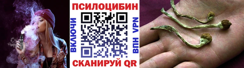 закладка  Курчатов  Псилоцибиновые грибы прущие грибы 